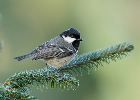 Coal Tit Periparus ater
