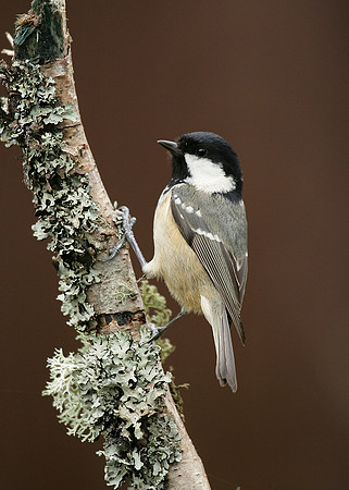 Coal Tit Periparus ater
