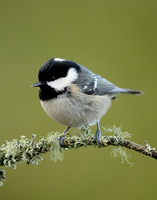 Coal Tit Periparus ater