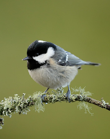 Coal Tit Periparus ater