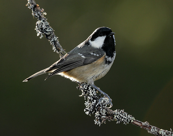 Coal Tit Periparus ater