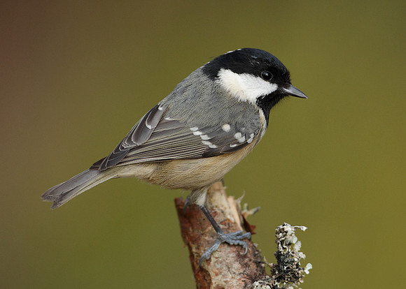 Coal Tit Periparus ater