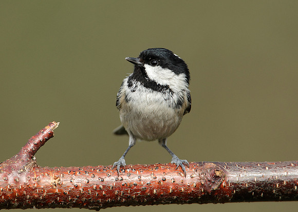 Coal Tit Periparus ater