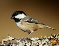Coal Tit Periparus ater