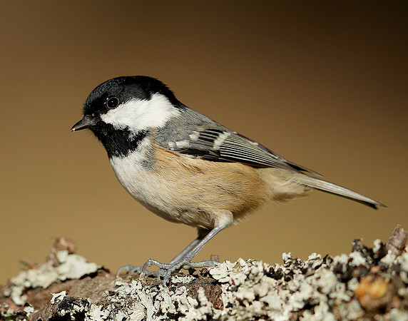 Coal Tit Periparus ater