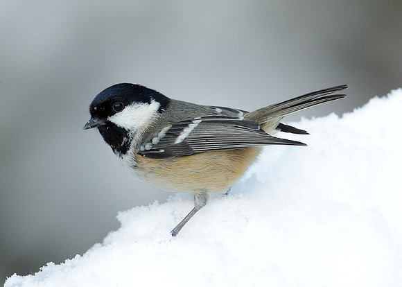 Coal Tit Periparus ater