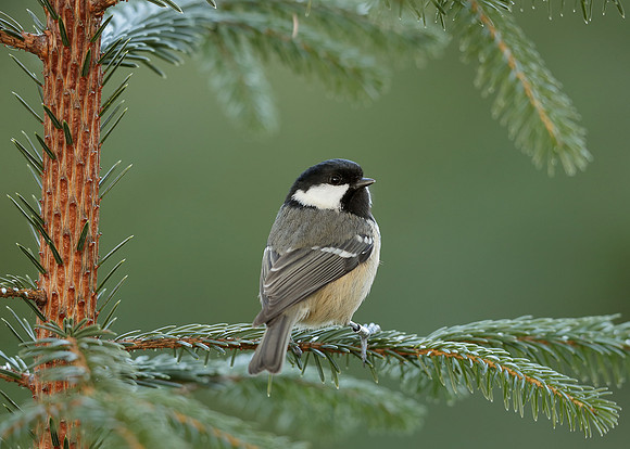 Coal Tit Periparus ater