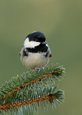 Coal Tit Periparus ater