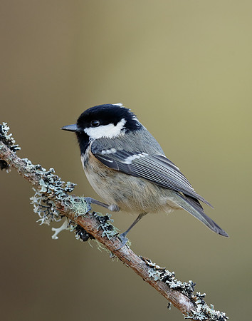 Coal Tit Periparus ater