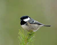 Coal Tit Periparus ater