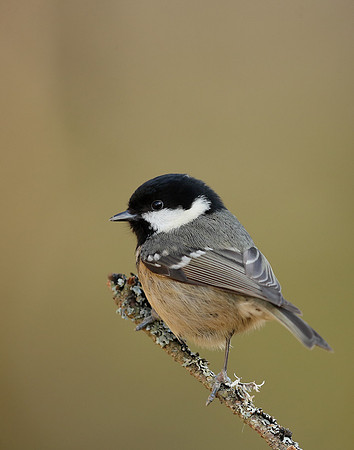 Coal Tit Periparus ater
