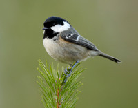 Coal Tit Periparus ater