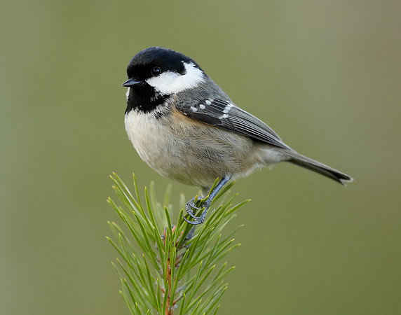 Coal Tit Periparus ater