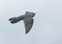 Cuckoo Cuculus canorus