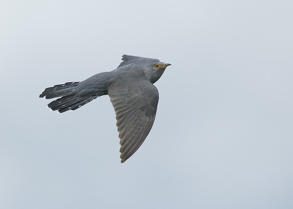 Cuckoo Cuculus canorus