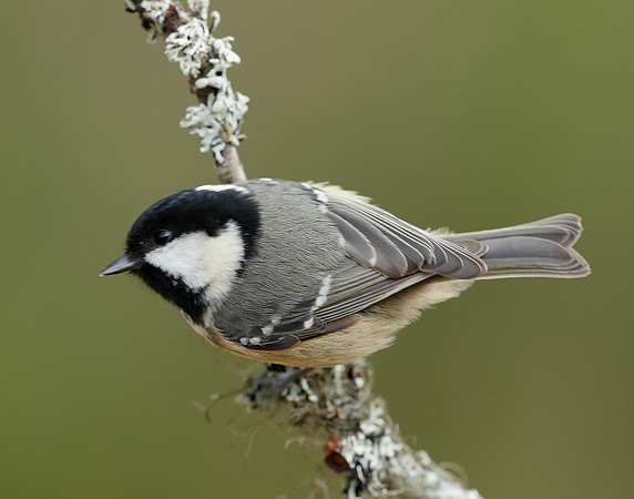 Coal Tit Periparus ater