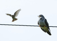 Cuckoo Cuculus canorus