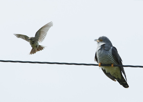 Cuckoo Cuculus canorus