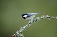 Coal Tit Periparus ater