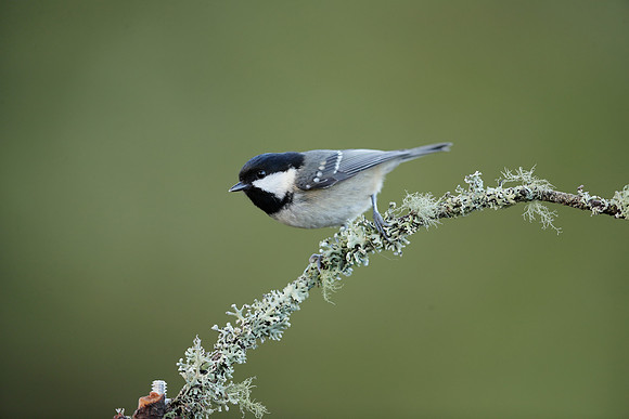 Coal Tit Periparus ater
