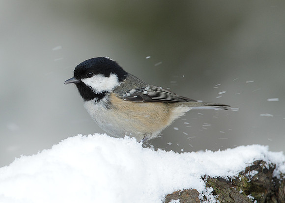 Coal Tit Periparus ater