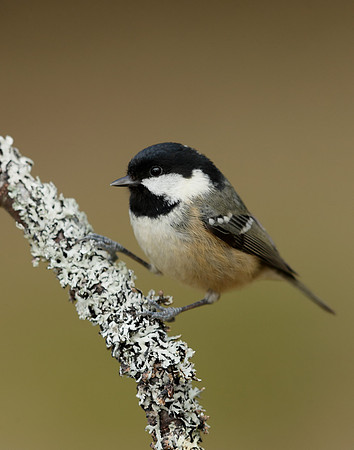 Coal Tit Periparus ater