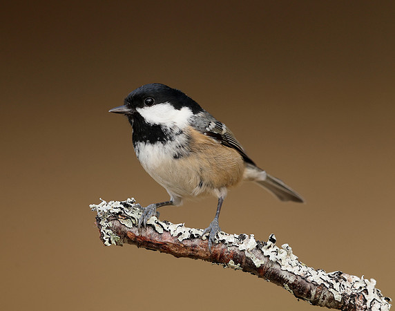 Coal Tit Periparus ater