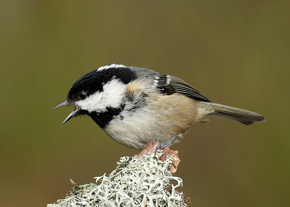 Coal Tit Periparus ater