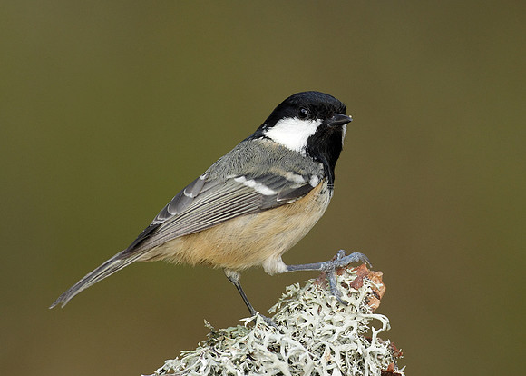 Coal Tit Periparus ater