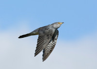 Cuckoo Cuculus canorus
