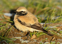 Desert Wheatear Oenanthe deserti
