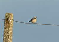 Desert Wheatear Oenanthe deserti