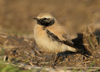 Desert Wheatear Oenanthe deserti