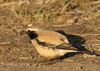 Desert Wheatear Oenanthe deserti