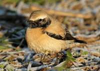 Desert Wheatear Oenanthe deserti