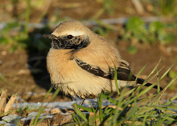 Desert Wheatear Oenanthe deserti