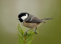 Coal Tit Periparus ater
