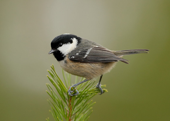Coal Tit Periparus ater