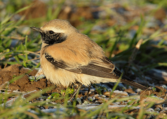 Desert Wheatear Oenanthe deserti