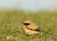 Desert Wheatear Oenanthe deserti