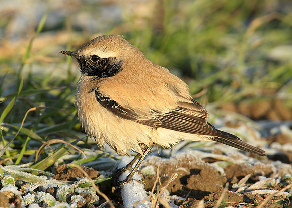 Desert Wheatear Oenanthe deserti