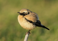 Desert Wheatear Bempton N Yorks Dec 2011