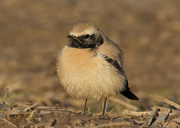Desert Wheatear Oenanthe deserti