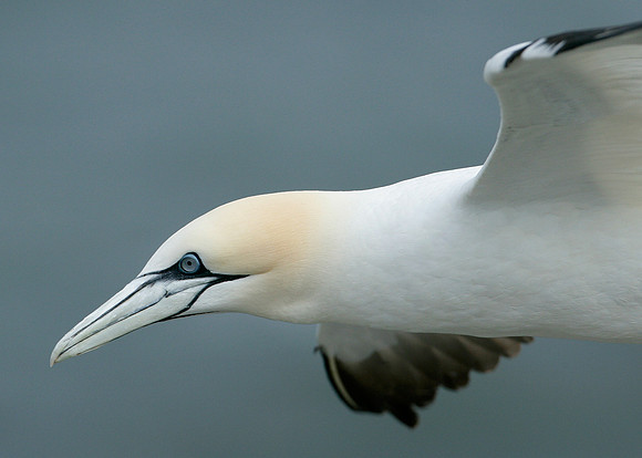Gannet Morus bassanus