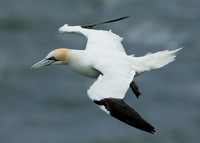 Gannet Morus bassanus