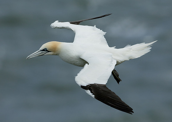 Gannet Morus bassanus