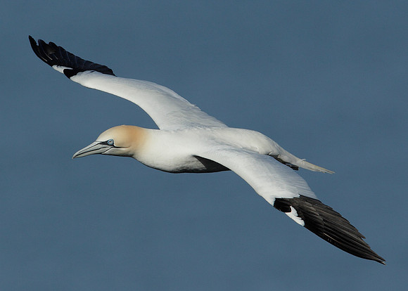 Gannet Morus bassanus