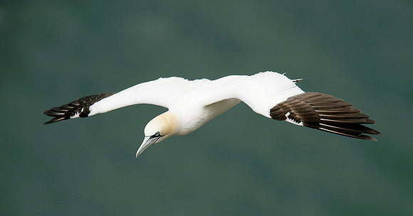 Gannet Morus bassanus
