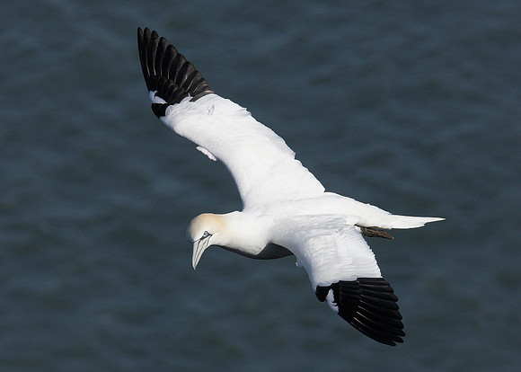 Gannet Morus bassanus