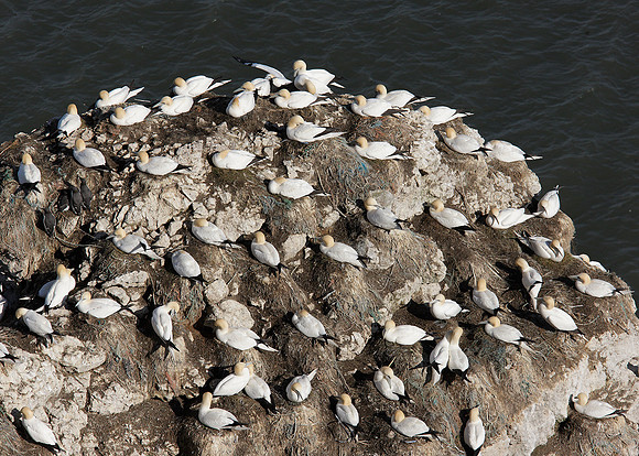 Gannet Morus bassanus